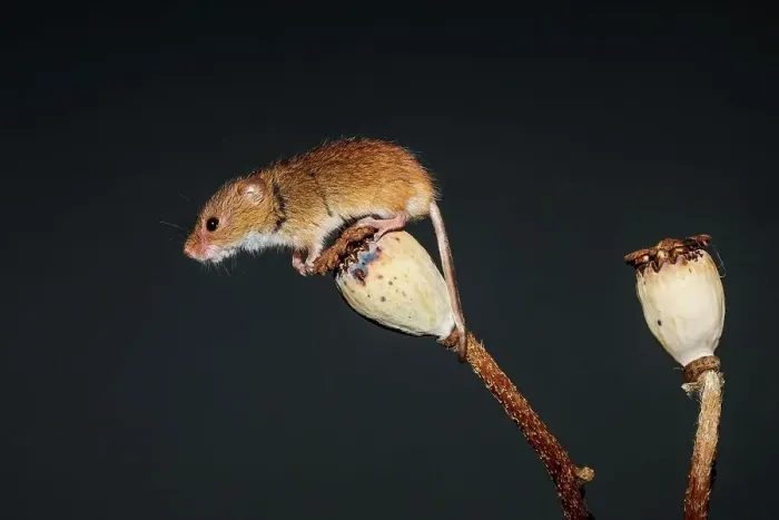 Framed Print : Eurasian harvest mouse (Micromys minutus) on Poppy seed head