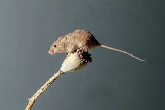 Framed Print : Eurasian harvest mouse (Micromys minutus) on Poppy seed head Framed Print : Eurasian harvest mouse (Micromys minutus) on Poppy seed head
