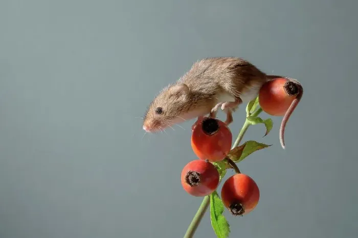 Framed Print : Eurasian harvest mouse (Micromys minutus) on rosehips Framed Print : Eurasian harvest mouse (Micromys minutus) on rosehips