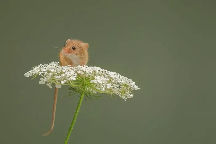 Framed Print : Eurasian harvest mouse (Micromys minutus) on Wild carrot (Daucus carota) flower head Framed Print : Eurasian harvest mouse (Micromys minutus) on Wild carrot (Daucus carota) flower head