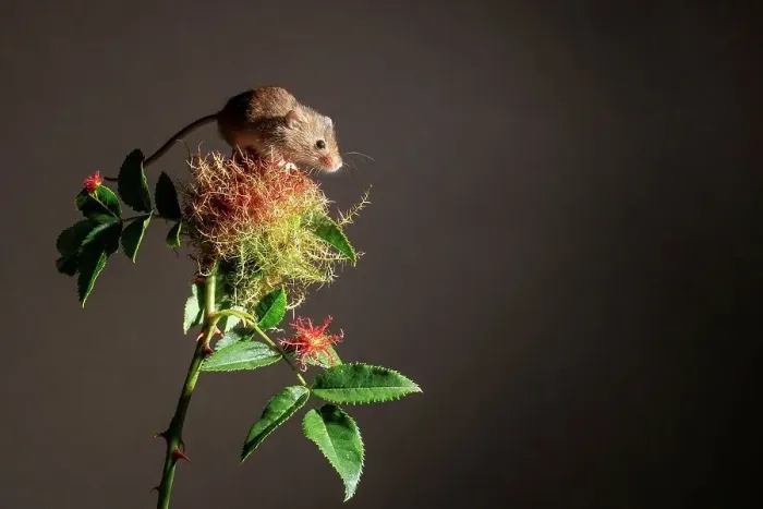 Framed Print : Eurasian harvest mouse (Micromys minutus) on Wild Dog Rose Framed Print : Eurasian harvest mouse (Micromys minutus) on Wild Dog Rose