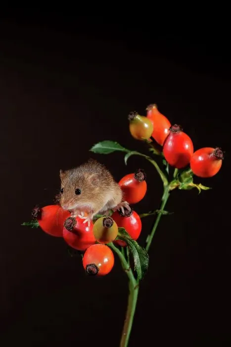 Framed Print : Eurasian harvest mouse (Micromys minutus) on wild rosehips Framed Print : Eurasian harvest mouse (Micromys minutus) on wild rosehips