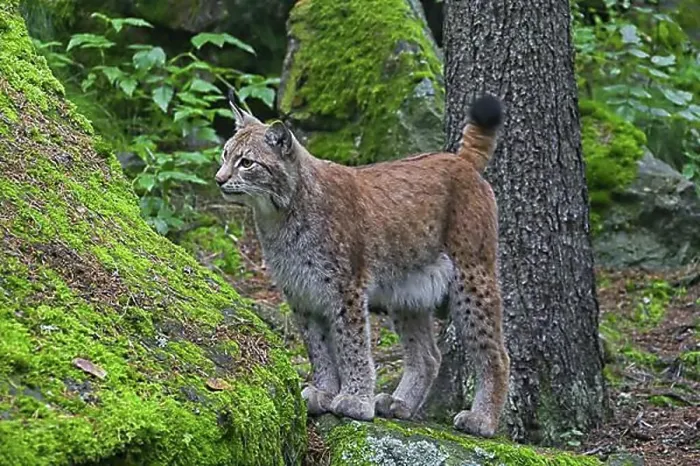 Framed Print : Eurasian lynx (Lynx lynx) in forest, Sweden, Europe Framed Print : Eurasian lynx (Lynx lynx) in forest, Sweden, Europe