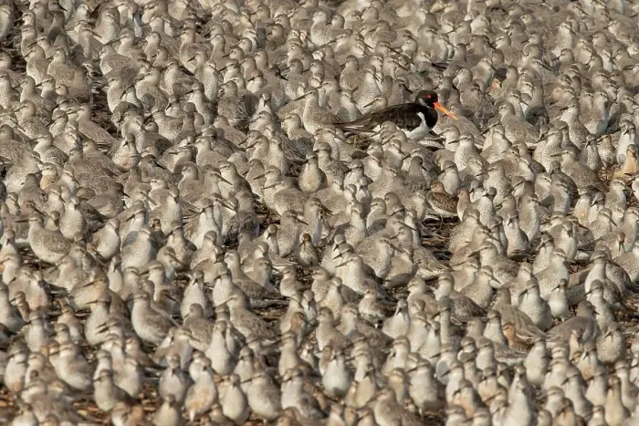 Framed Print : Eurasian Oystercatcher (Haematopus ostralegus) amongst Knot high tide gathering