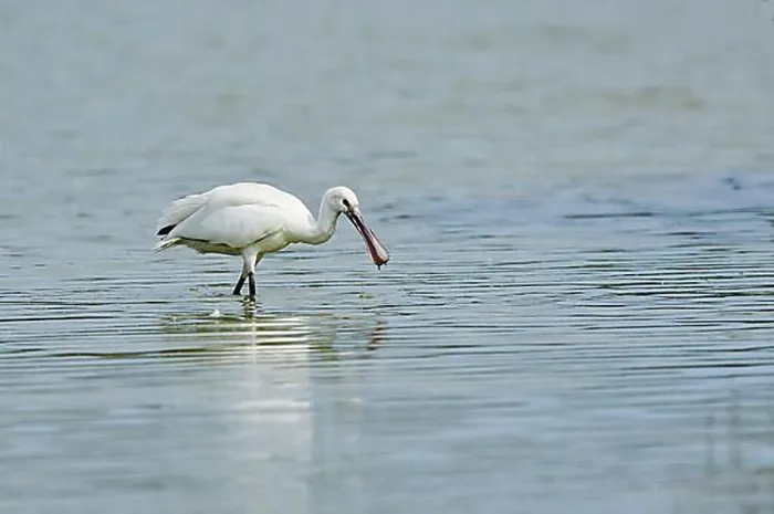 Framed Print : Eurasian spoonbill (Platalea leucorodia) walking in the water, Camargue, France, Europe Framed Print : Eurasian spoonbill (Platalea leucorodia) walking in the water, Camargue, France, Europe