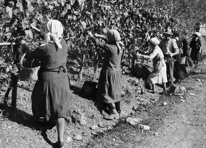 Framed Print : Europe, italy, Tuscany, gaiole in chianti, peasants during the harvest in brolio, 1930