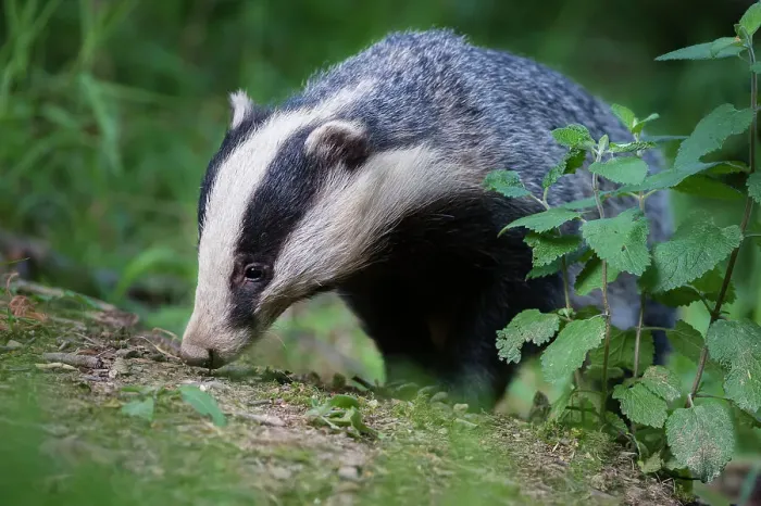 Framed Print : European Badger (Meles meles) foraging in deciduous woodland Framed Print : European Badger (Meles meles) foraging in deciduous woodland