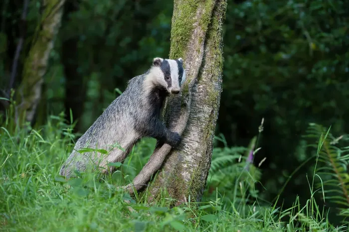 Framed Print : European Badger (Meles meles) foraging at a tree trunk in deciduous woodland Framed Print : European Badger (Meles meles) foraging at a tree trunk in deciduous woodland