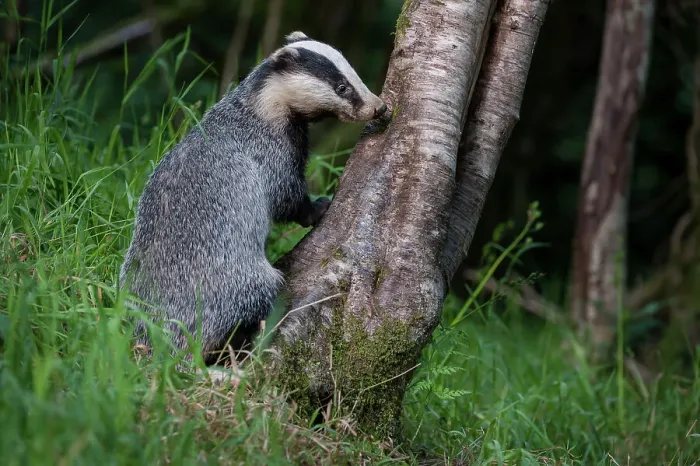 Framed Print : European Badger (Meles meles) foraging at a tree trunk in deciduous woodland