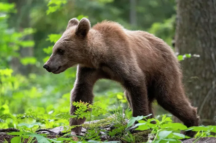 Framed Print : European brown bear (Ursus arctos), Notranjska forest, Slovenia, Europe