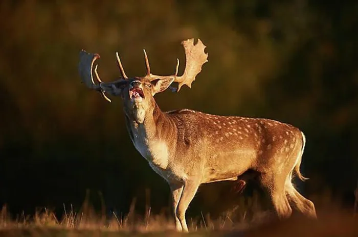 Framed Print : European fallow deer (dama dama) on a meadow in autumn, Bavarian Forest, Bavaria, Germany, Europe