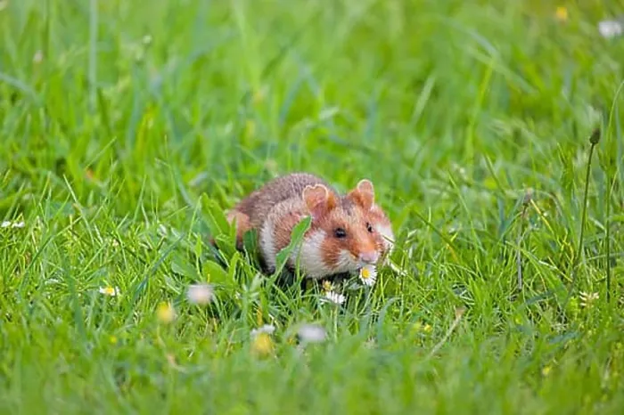 Framed Print : A European hamster (Cricetus cricetus) Framed Print : A European hamster (Cricetus cricetus)