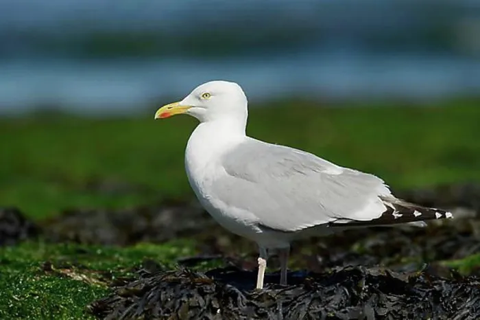 Framed Print : European herring gull (Larus argentatus), Normandy, France, Europe Framed Print : European herring gull (Larus argentatus), Normandy, France, Europe
