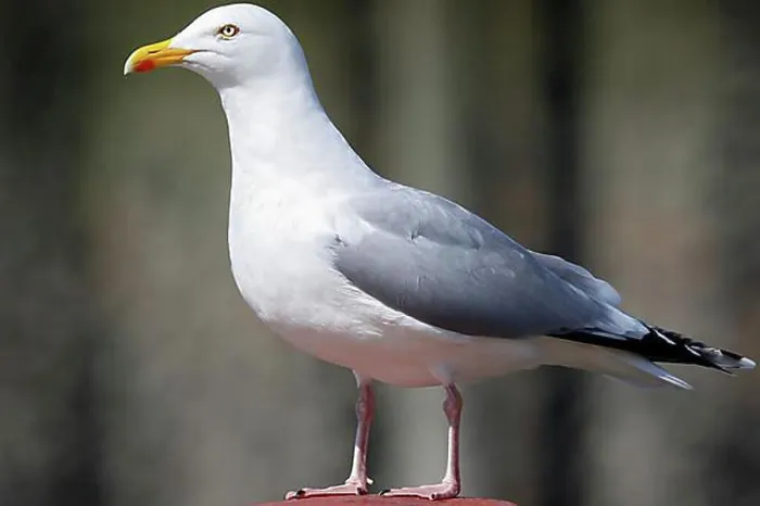 Framed Print : European herring gull (Larus argentatus) Altvogel, Schleswig-Holstein, Germany, Europe Framed Print : European herring gull (Larus argentatus) Altvogel, Schleswig-Holstein, Germany, Europe