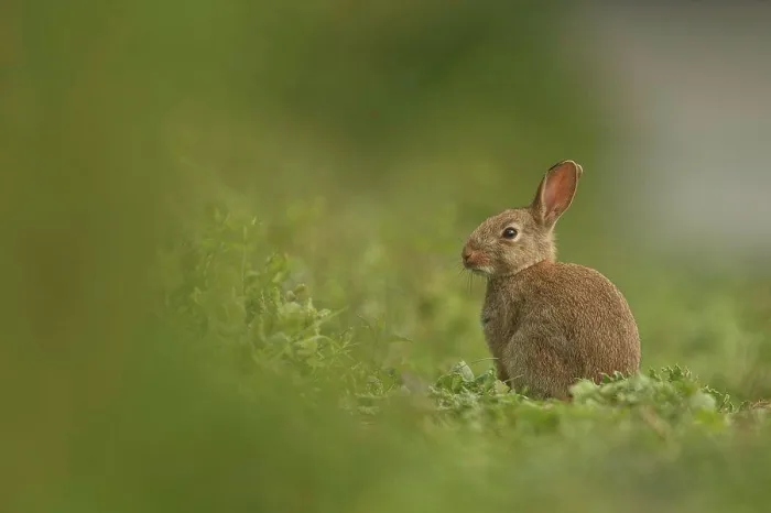 Framed Print : European Rabbit, Adult. Isolated background alert position, field path Norfolk UK Framed Print : European Rabbit, Adult. Isolated background alert position, field path Norfolk UK