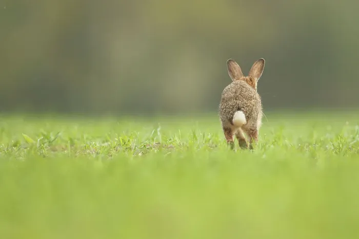 Framed Print : European Rabbit, Adult. Isolated background running rear view Framed Print : European Rabbit, Adult. Isolated background running rear view