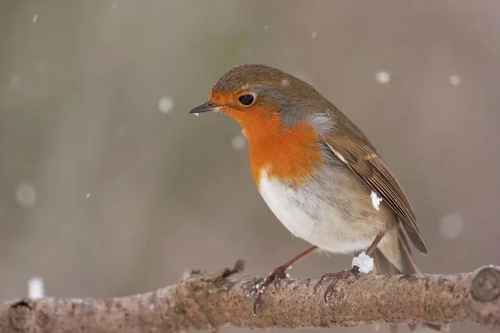 Framed Print : European Robin (Erithacus rubecula) adult, perched on branch during snowfall, England, winter Framed Print : European Robin (Erithacus rubecula) adult, perched on branch during snowfall, England, winter