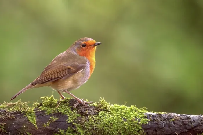 Framed Print : European Robin (Erithacus rubecula) perching on a moss covered branch
