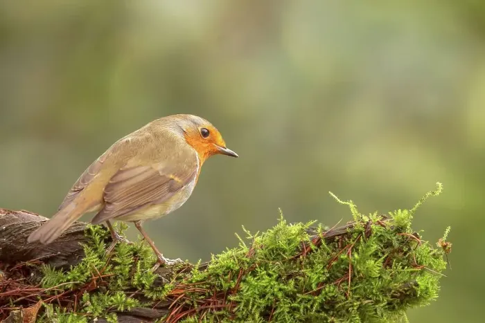 Framed Print : European Robin (Erithacus rubecula) perching on a moss covered branch Framed Print : European Robin (Erithacus rubecula) perching on a moss covered branch