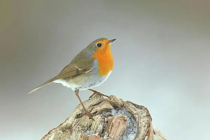 Framed Print : European robin (Erithacus rubecula) in winter, on tree stump, Siegerland, North Rhine-Westphalia, Germany, Europe Framed Print : European robin (Erithacus rubecula) in winter, on tree stump, Siegerland, North Rhine-Westphalia, Germany, Europe