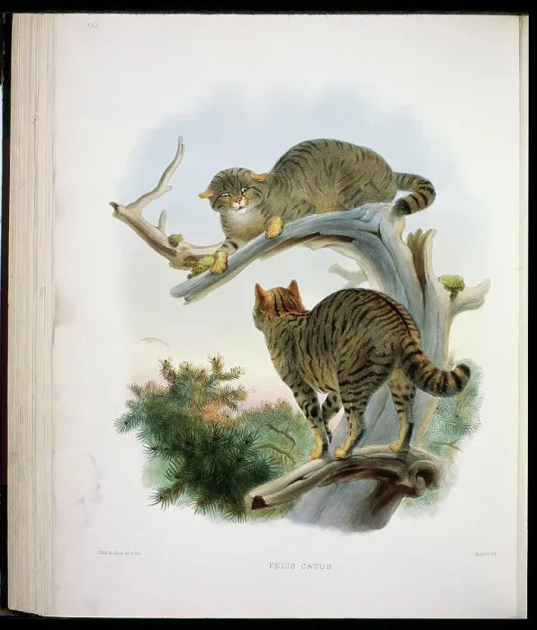 Framed Print : The European Wild Cat (Felis Catus) 1883 Daniel Girard Elliot (19th C) Framed Print : The European Wild Cat (Felis Catus) 1883 Daniel Girard Elliot (19th C)