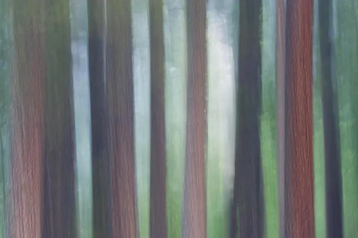 Framed Print : Evergreen Trees foggy morning Yosemite Valley, Yosemite National Park California Framed Print : Evergreen Trees foggy morning Yosemite Valley, Yosemite National Park California