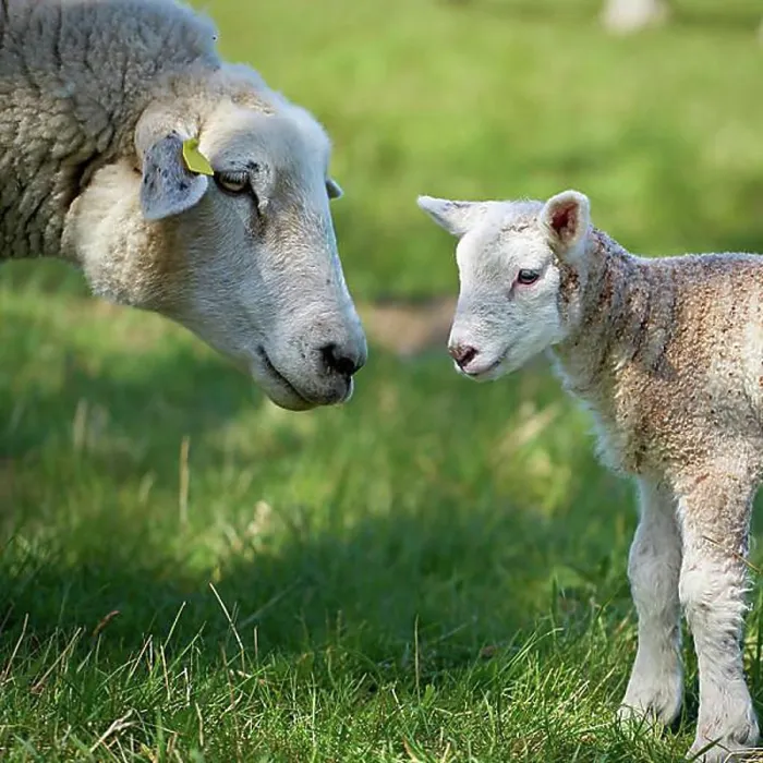 Framed Print : Ewe with a newborn lamb in a meadow in Fr Framed Print : Ewe with a newborn lamb in a meadow in Fr