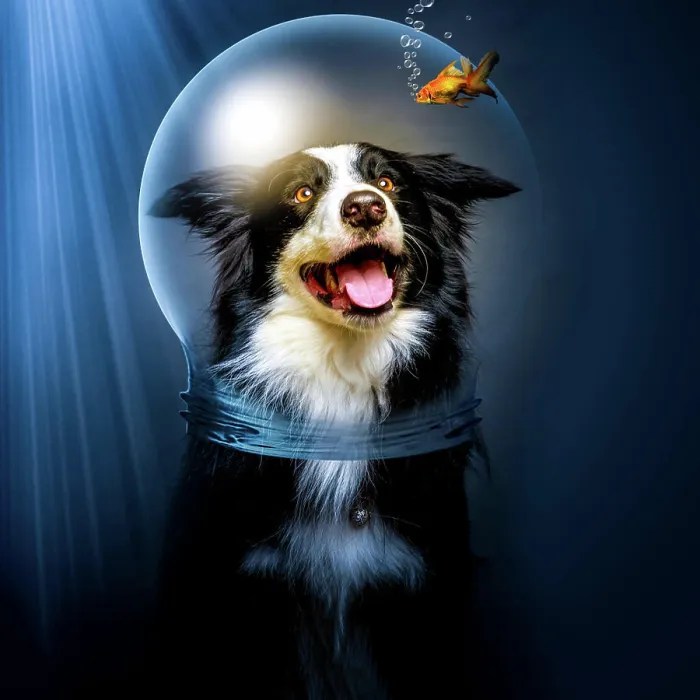 Framed Print : Excited Border Collie in glass helmet looking at small fish under water Framed Print : Excited Border Collie in glass helmet looking at small fish under water
