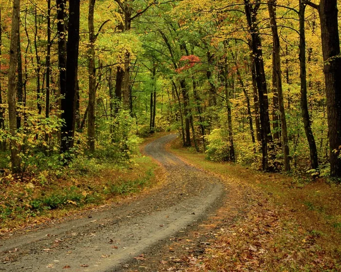 Framed Print : Explore the Serene Beauty of a Winding Forest Pathway in Autumn Framed Print : Explore the Serene Beauty of a Winding Forest Pathway in Autumn