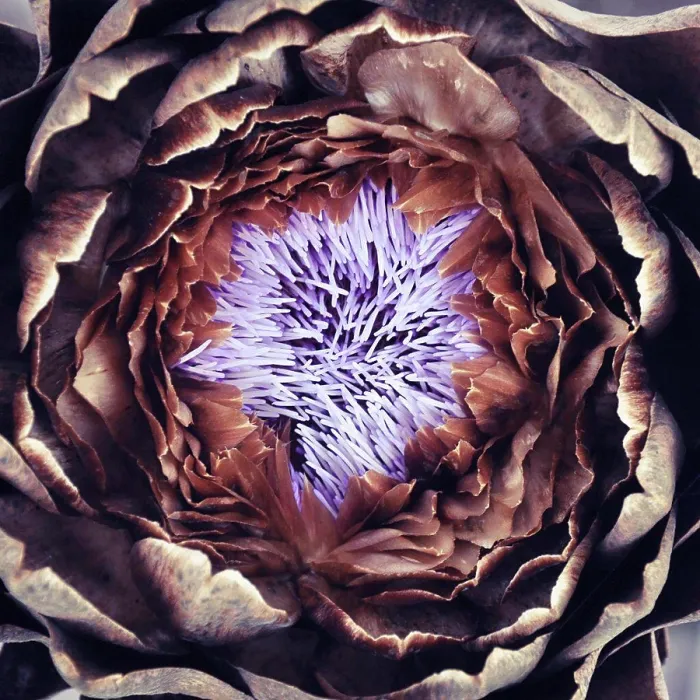 Framed Print : Extreme close up of flower Framed Print : Extreme close up of flower
