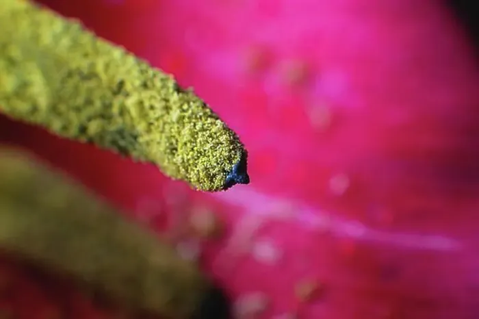 Framed Print : Extreme macro in shallow depth of field pollen wild tulip macro close-up Framed Print : Extreme macro in shallow depth of field pollen wild tulip macro close-up
