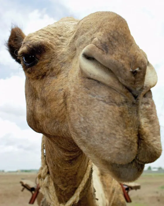Framed Print : The Face of a Camel Framed Print : The Face of a Camel