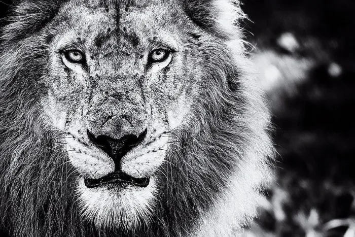 Framed Print : The face of a male lion, Panthera leo
