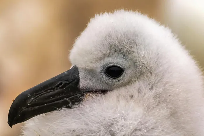 Framed Print : Falkland Islands, West Point Island. Close-up of black-browed albatross chick Framed Print : Falkland Islands, West Point Island. Close-up of black-browed albatross chick