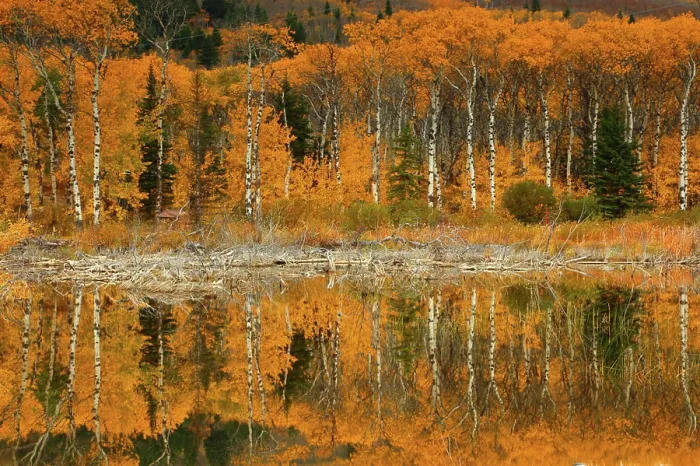 Framed Print : Fall Color and Aspens Reflected In a Pond Near Glacier National Park in Montana Framed Print : Fall Color and Aspens Reflected In a Pond Near Glacier National Park in Montana