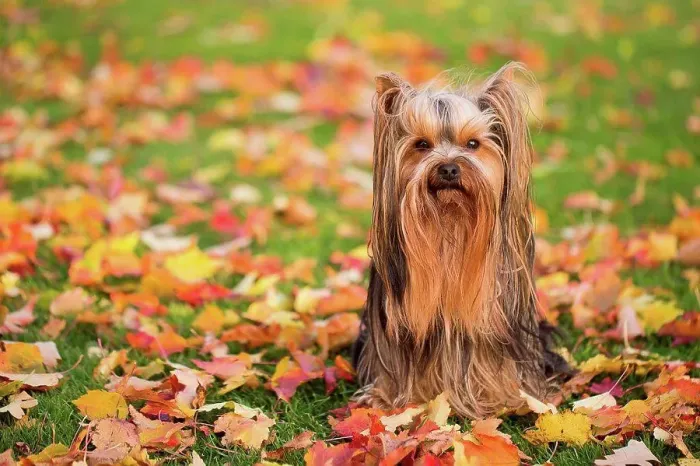 Framed Print : Fall color leaves and little dog Framed Print : Fall color leaves and little dog