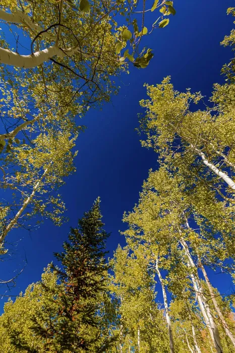 Framed Print : With Fall coming, an aspen grove slowly goes from green to yellow leaves Framed Print : With Fall coming, an aspen grove slowly goes from green to yellow leaves