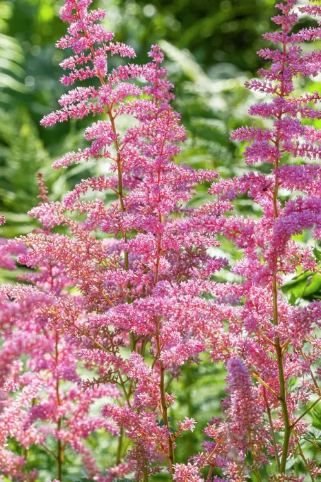 Framed Print : False Spirea, Astilbe arendsii Calleya, flowers
