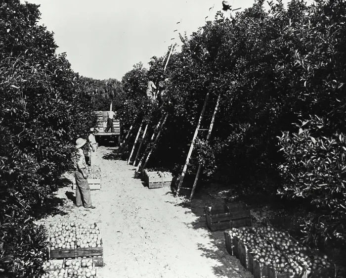 Framed Print : Farmers harvesting oranges from an orchard, Florida, USA