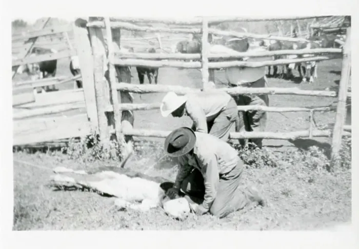 Framed Print : Farming (Branding). 1930 - 1949 Framed Print : Farming (Branding). 1930 - 1949