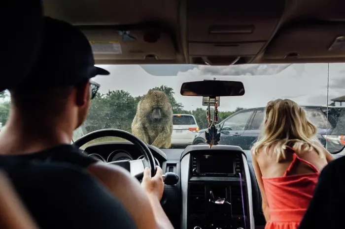 Framed Print : Father and daughter in drive through safari with baboon on car Framed Print : Father and daughter in drive through safari with baboon on car