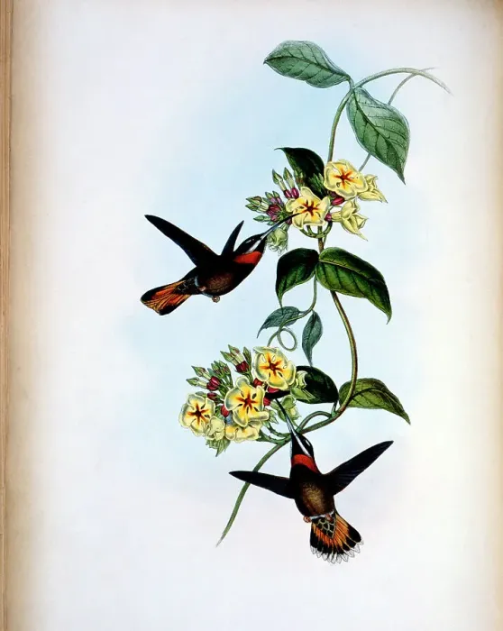 Framed Print : Fawn-Tailed Barbed-Throat (Threnetes Cervinicauda) by Gould Framed Print : Fawn-Tailed Barbed-Throat (Threnetes Cervinicauda) by Gould