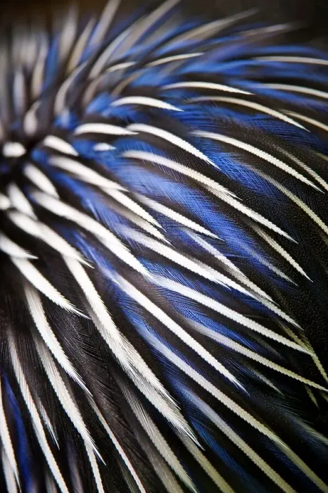 Framed Print : Feather design of Vulterurine Guinea fowl (Acryllium vulturinum) Framed Print : Feather design of Vulterurine Guinea fowl (Acryllium vulturinum)