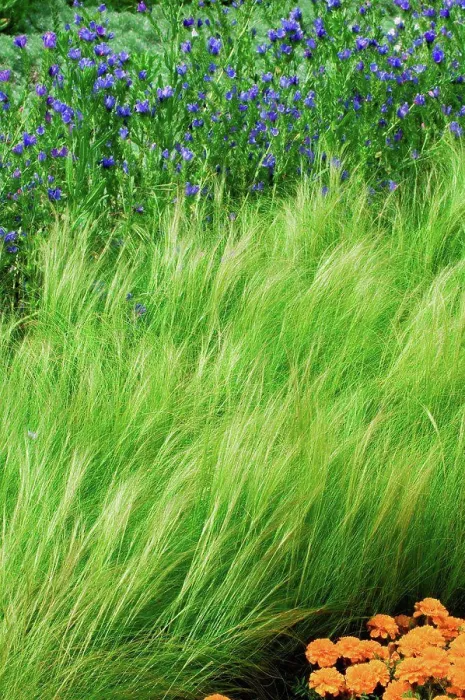 Framed Print : Feather grass in a garden Framed Print : Feather grass in a garden