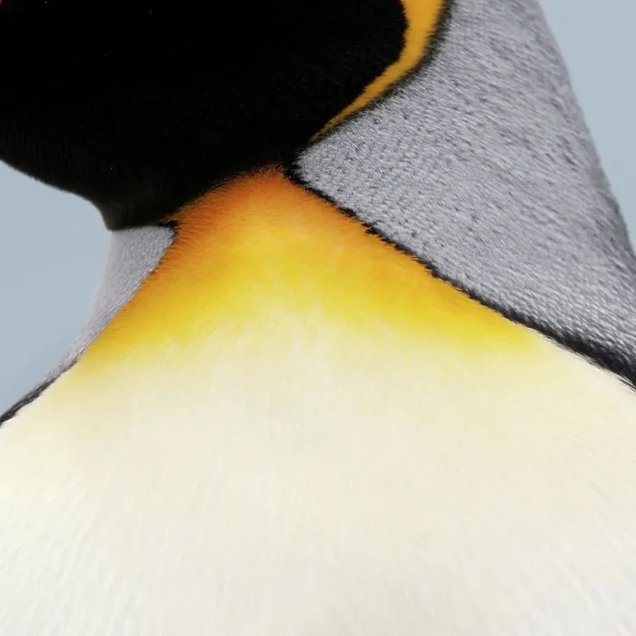 Framed Print : Feather detail from neck region of King penguin (Aptenodytes patagonicus) Framed Print : Feather detail from neck region of King penguin (Aptenodytes patagonicus)
