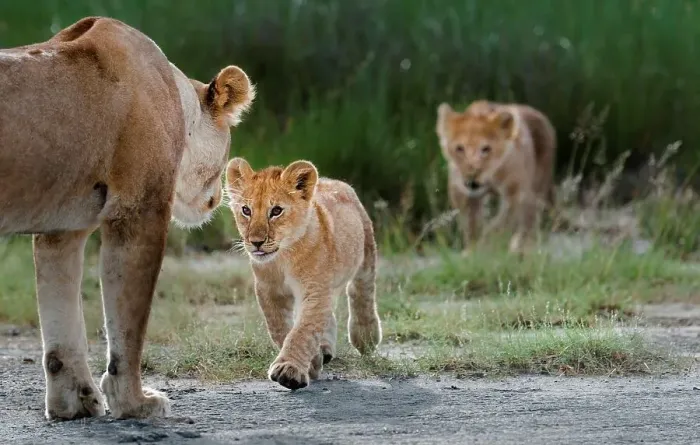 Framed Print : Female African lion (Panthera leo) greeting its cub at Big Marsh Framed Print : Female African lion (Panthera leo) greeting its cub at Big Marsh