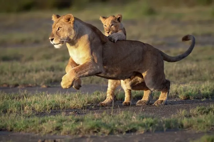 Framed Print : Female African lion (Panthera leo) playing with its cub at Big Marsh