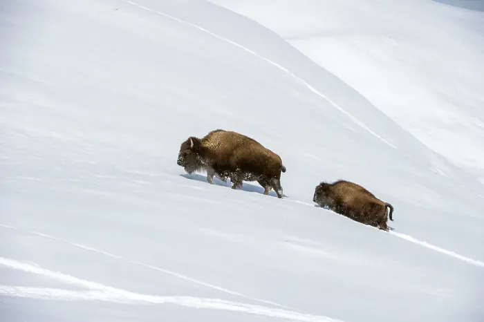 Framed Print : A female American Bison (Bison bison) with calf pushing through deep snow in the Hayden Valley Framed Print : A female American Bison (Bison bison) with calf pushing through deep snow in the Hayden Valley