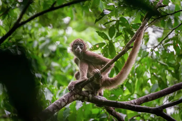 Framed Print : Female Brown Spider Monkey (Ateles hybridus) in forest canopy Framed Print : Female Brown Spider Monkey (Ateles hybridus) in forest canopy