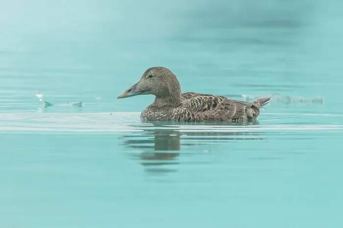 Framed Print : Female Common Eider duck (Somateria mollissima) swimming in glacial water Framed Print : Female Common Eider duck (Somateria mollissima) swimming in glacial water